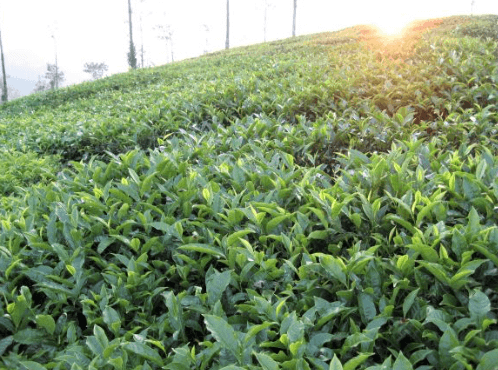 Mountain tea garden in Anxi Fujian where Tieguanyin oolong tea is cultivated in a natural environment