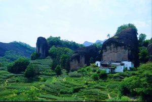 Wuyi Rock Oolong Tea: Origin & Brewing Guide the original environment of wuyi rock tea