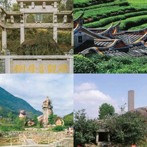 What Is Tie Guan Yin Tea? A Floral Chinese Oolong Guide tie guan yin oolong tea environmental conditions of growth