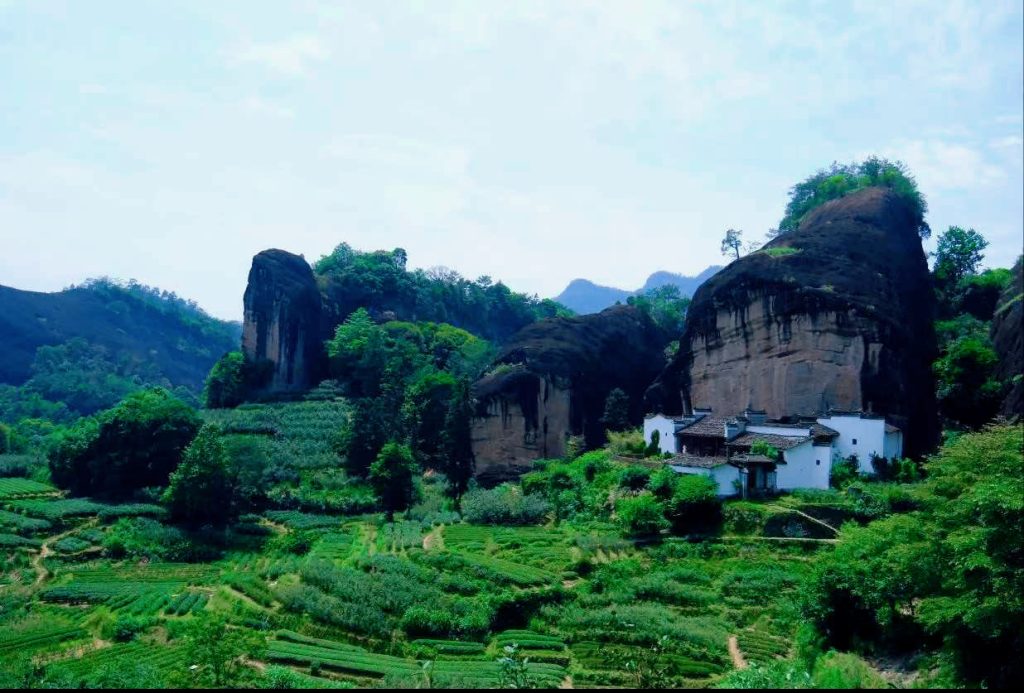 Wuyi Mountain Tea: How Nature Creates Unique Oolong Flavor wuyi mountain