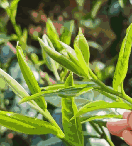 About pu-erh-tea-from-Yunnan